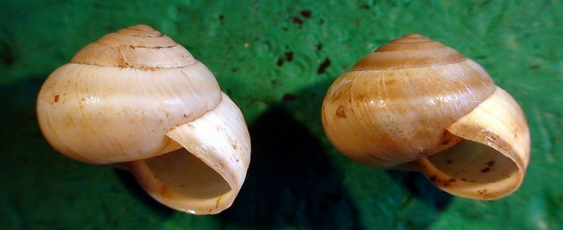 Monacha (Eutheba) rizzae (Aradas, 1844) (SR)